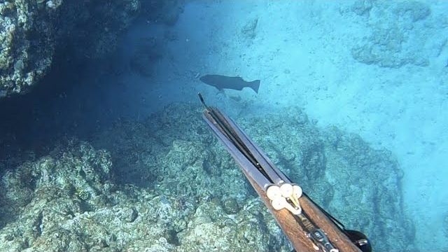 Подводная охота / Крупная рыба премиум-класса смотреть онлайн