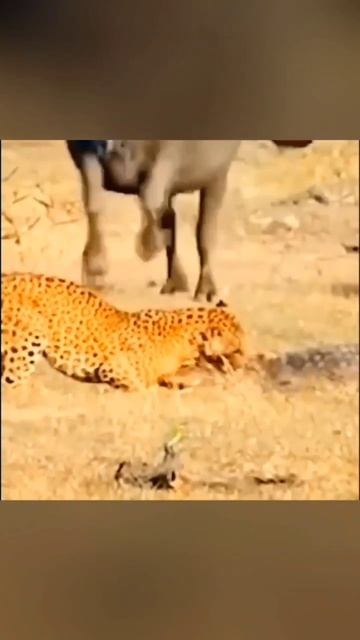 Леопард против крокодила. Леопард в деле