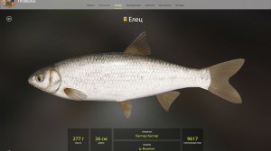 ЕЛЕЦ И УКЛЕЙКА ТРОФЕЙНЫЕ!!!РЕКА ВЬЮНОК - РУССКАЯ РЫБАЛКА 4