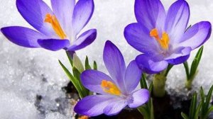 Крокусы 2 часть