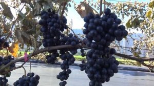 Виноград Шкода 2025г.