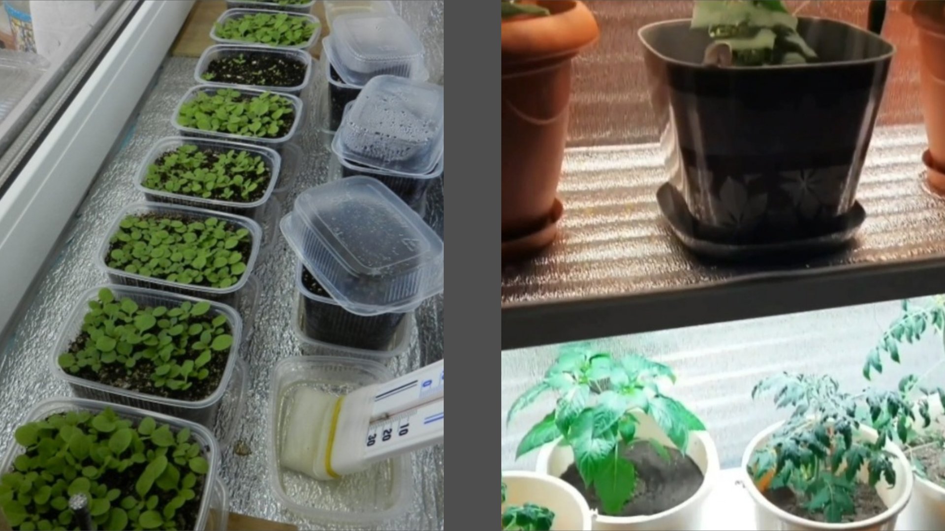 Как создать оптимальные условия для крепкой рассады смотреть онлайн