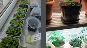 Как создать оптимальные условия для крепкой рассады