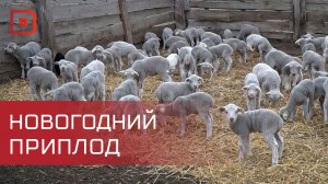 Зимний окот в Дагестане проходит успешно