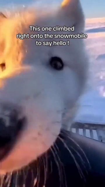 Белые волки в объективе 📸 Позирование чемпионов смотреть онлайн