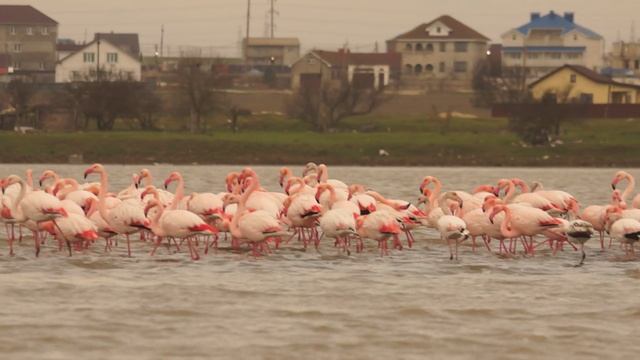Розовые фламинго 🦩 в Крыму. Автор: Игорь Сикорский. смотреть онлайн