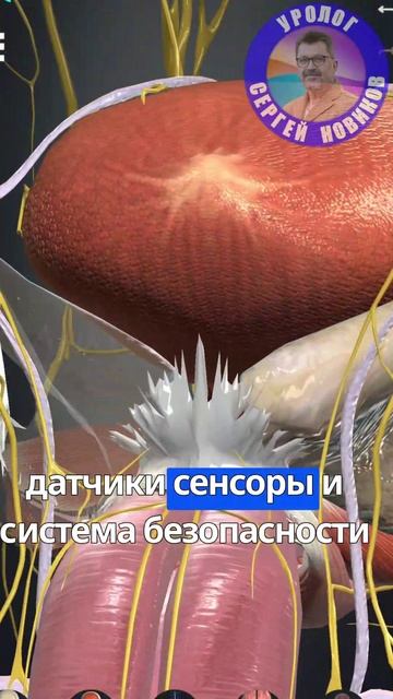 Нейропатический компонент синдрома хронической тазовой боли