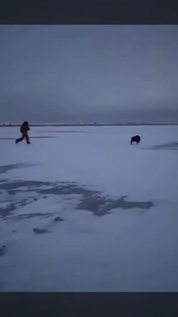 Кабанчик пришёл на рыбалку.🎣 Как вам его улов? 🦈😂 смотреть онлайн