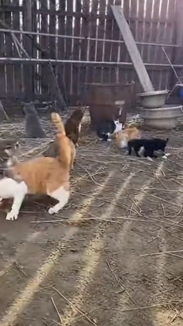 Мяумомент🐾