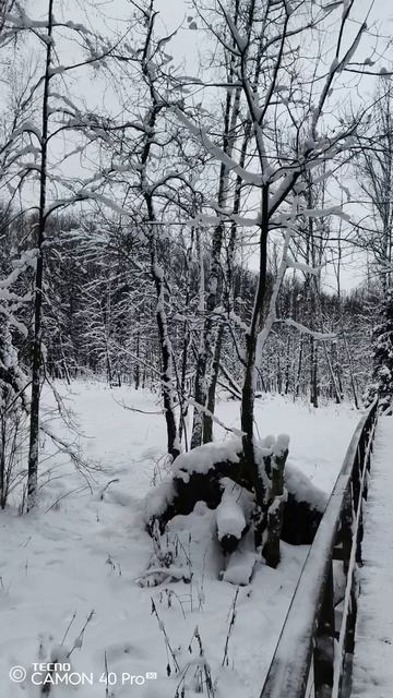 Лосиная биостанция. Оленья тропа. Великолепная природа.