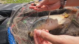 ЛОВЛЮ КАРПА НА ФЛЭТ ФИДЕР.