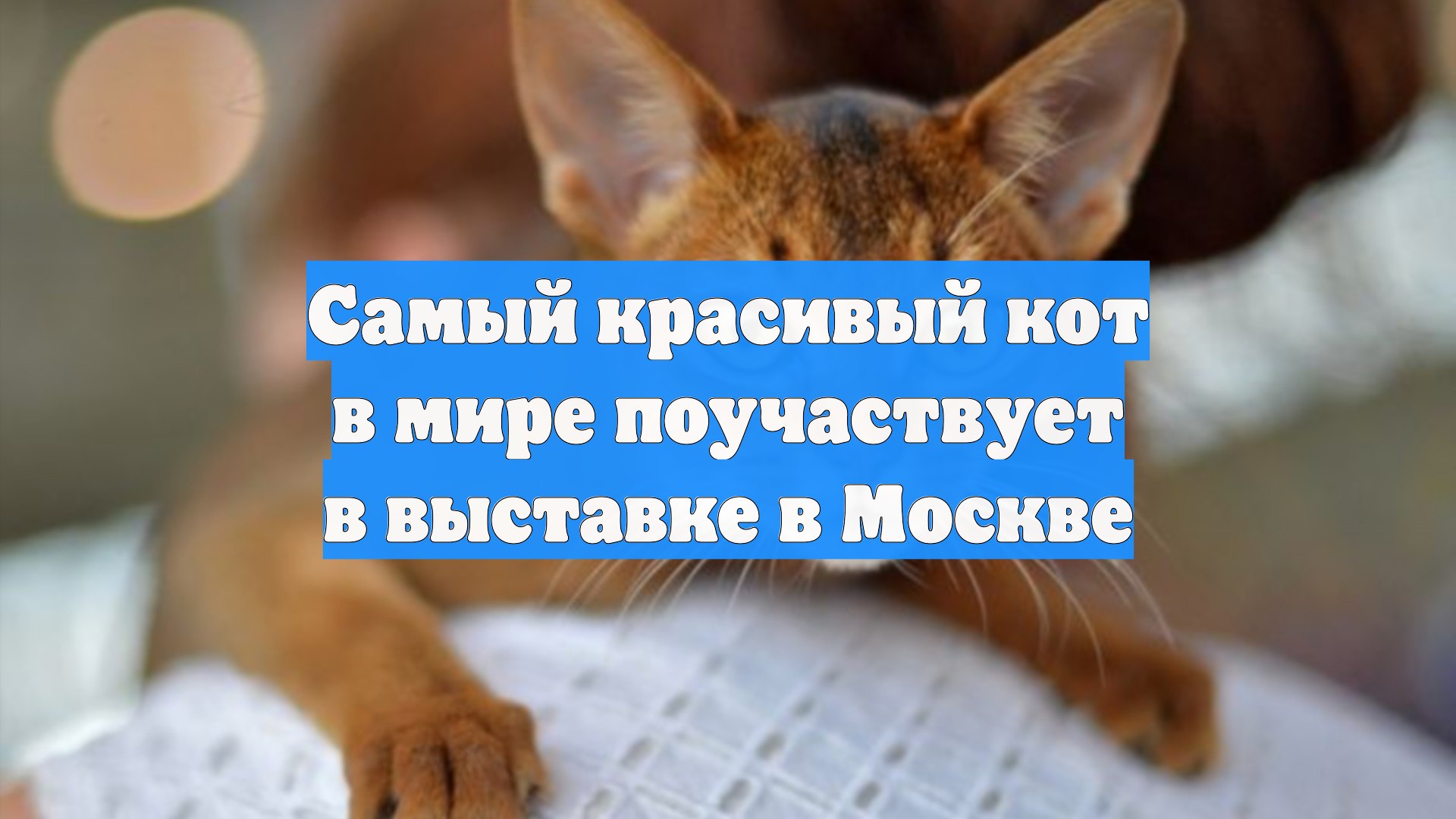 Самый красивый кот в мире поучаствует в выставке в Москве смотреть онлайн