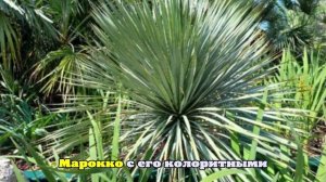 Турэксперты рассказали, куда россияне могут поехать без визы в 2026 году