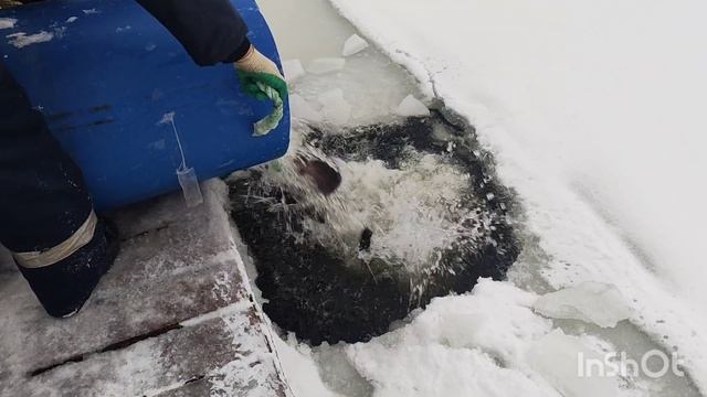 13.01.26. Зарыбление VIP зоны форелью. смотреть онлайн