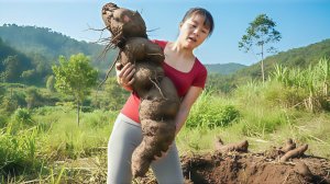 Сбор диких клубней таро под землей. Торговля овощами на сельском рынке. Фуонг. Вьетнам