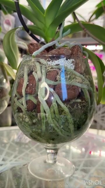 Всего 2 таблетки и корни гнить не будут , делитесь этим видео с друзьями ! смотреть онлайн