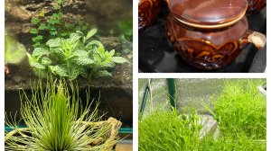 Новости из Флорика! Ужин из выращенных Грибов!