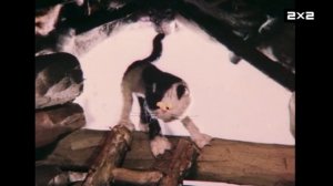 2х2 Анонс Приключения Домовенка (13.01.2026)