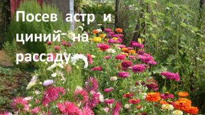 Посев астры на рассаду. Сеем цинии.