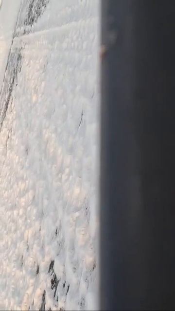 Умный зверь! смотреть онлайн