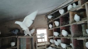 13.01.2026г Голуби Владимира Николаевича!!!