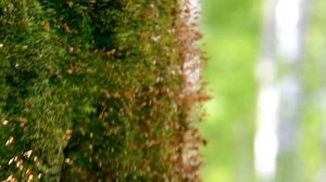 Белокуриха, Проходная (14.05.2015)