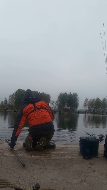 Три поимки форели на соревнованиях.  #fishing #рыбалка #ловляфорели #fishing #trout