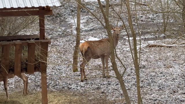 ОСТРОВ МИРА база отдыха за Ставрополем | оленей нашли