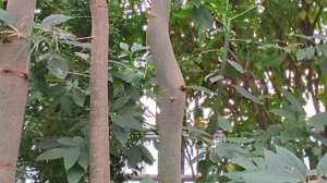 Зимний сад. Мгновенья лета в середине зимы.