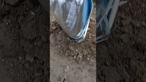 как я укрываю на зиму кусты инжира.