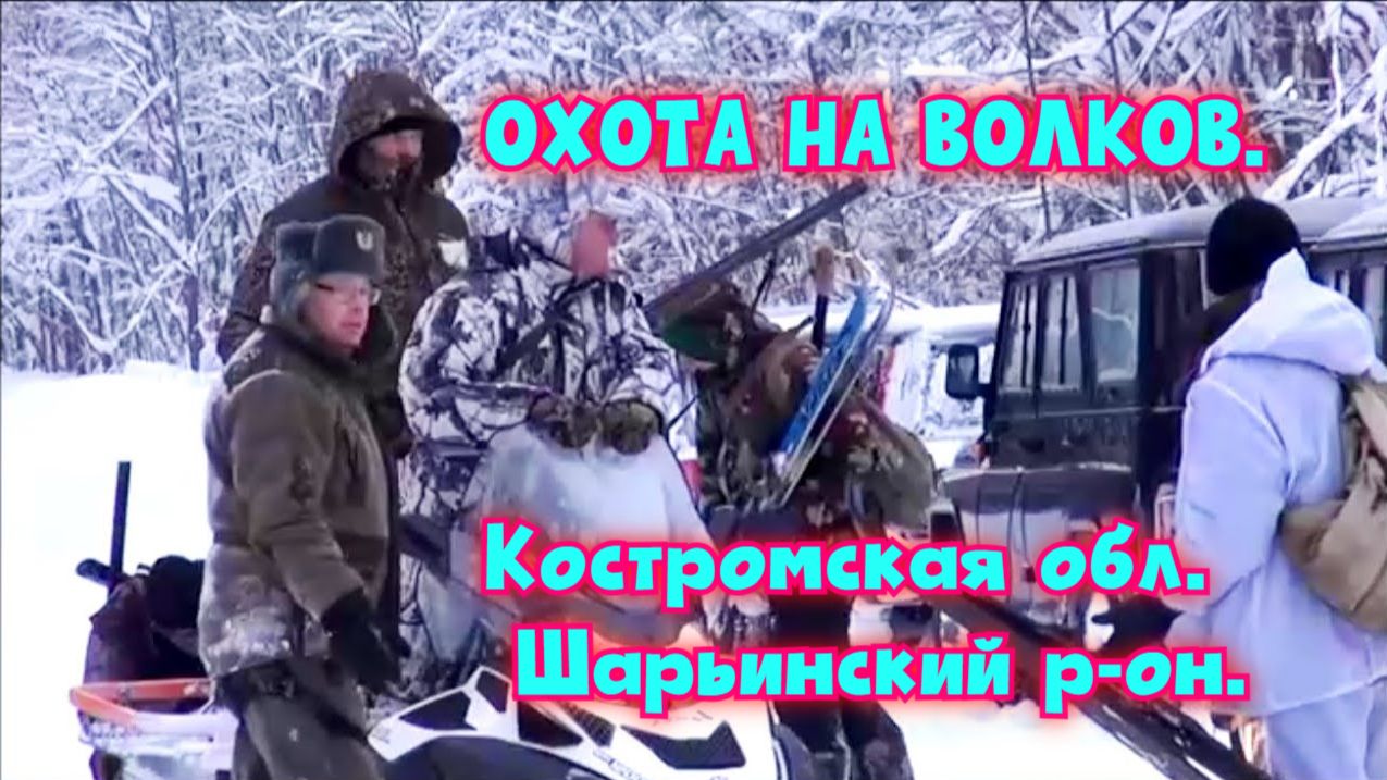 ОХОТА НА ВОЛКОВ. Костромская обл. Шарьинский р-он.#охотасгончей#собака #животные#топ#hunting#волки смотреть онлайн