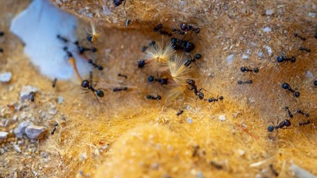 Муравьи-силачи