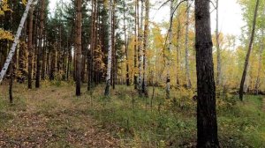 Осень, лес, прогулка