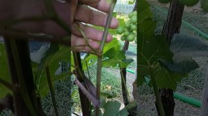 что делать с жирующими побегами