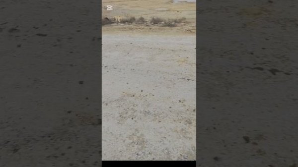 Посвящается ненормальным и пустоголовым теткам балаболкам