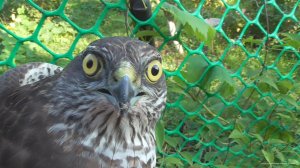 Ястреб залетел в голубятню