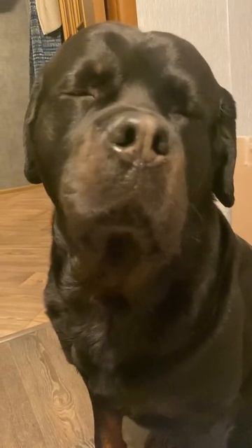 покажи свою свирепость.mp4 смотреть онлайн