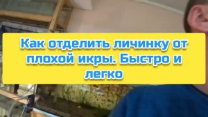 Как отделить личинку от плохой икры. Быстро и легко
