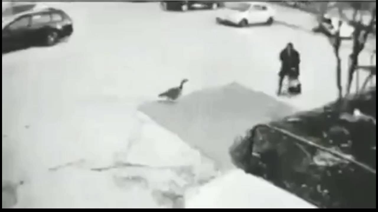 #смешныевидео -679 смотреть онлайн