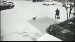 #смешныевидео -679