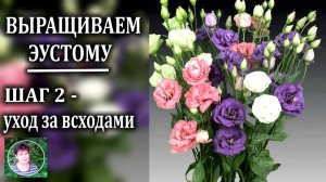 Эустома выращивание. Шаг 2 Уход за всходами эустомы до пикировки