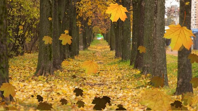 Falling Maple Leaves In Park Autumn In The City