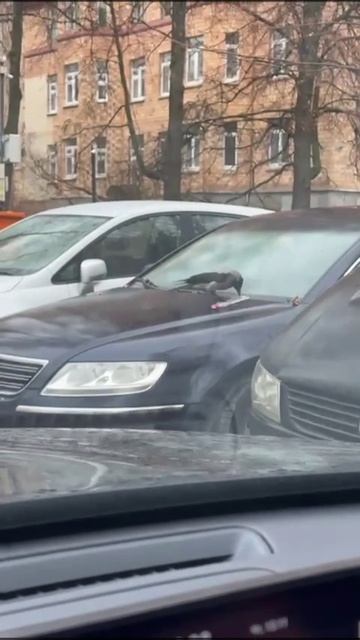 Ворона на спорте смотреть онлайн