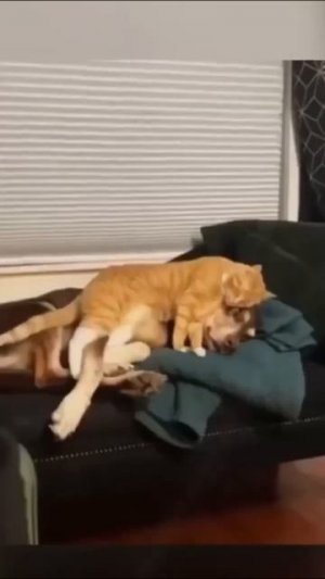 Видео от МЯУтаверс – как метавселенная, но с котами