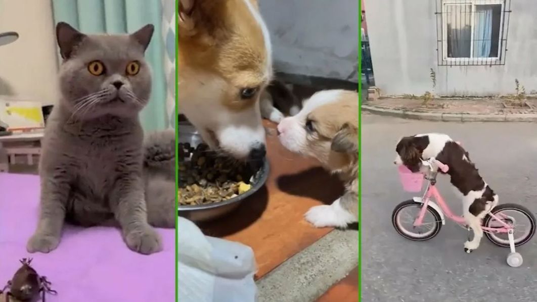 ЖИВОТНЫЕ РУЛЯТ 😎СМЕШНЫЕ СОБАКИ и КОТЫ😂 смотреть онлайн