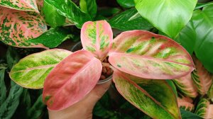 Коллекция пополняется😉 Аксессуары для растений🪴💰