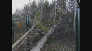 Побег из Украины в Россию. 7 дней выживания в лесу. Переплыл Тису. Румыния.