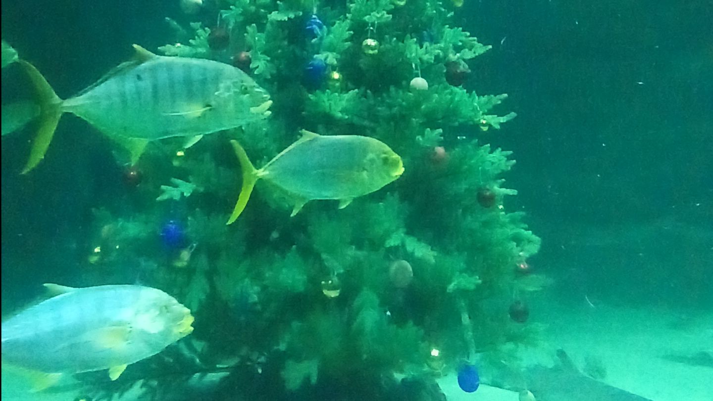 Хоровод вокруг новогодней ёлки смотреть онлайн