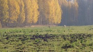 Осень,осень...