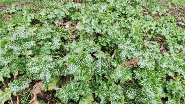 Один из дней города Евпатории | 3 февраля 2021 г | Крым | ХАН БАТОН XAH 6ATOH / VID_20210203_134253 смотреть онлайн